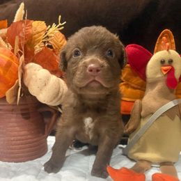 Gray Dot - Brown male Chesapeake Bay Retriever puppy in Wisconsin Dells, Wisconsin from Kilbourn Chesapeakes