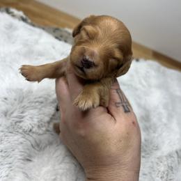 Boy one - Red male Dachshund puppy in Payette, Idaho from NT Mini Doxies
