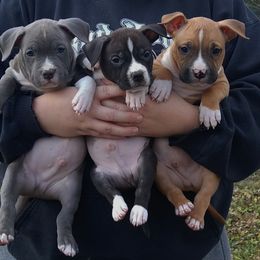 American Staffordshire Terrier Puppies from GrinNation Noble Am Staffs