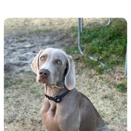 Weimaraner Puppies from So-IN Weimaraner's