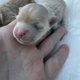 Bliss - Apricot female Maltipoo puppy in Fredericktown, Missouri from Doodle Pups Fur-Ever
