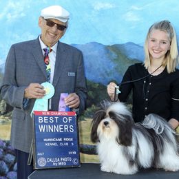 Havanese Puppies from SunWyst Havanese