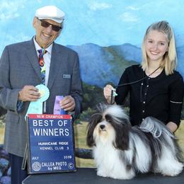 Havanese Puppies from SunWyst Havanese