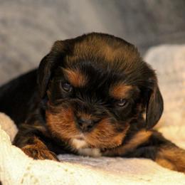 Kristoff - Black and tan male Cavalier King Charles Spaniel puppy in Granite Falls, North Carolina from Country Life Cavaliers