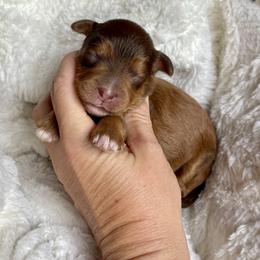 Girl 2 - Tri-color female Bernedoodle puppy in Superior, Arizona from Mountain Bridge Doodles
