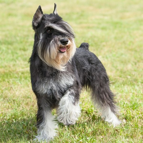 Miniature Schnauzer