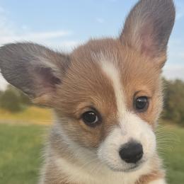 Pembroke Welsh Corgis from Sheri Shurden