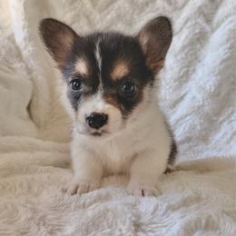 Coraline - Black and tan female Pembroke Welsh Corgi puppy in Northwood, Iowa from Sorrel Sands Corgis