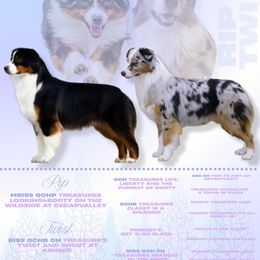 Miniature American Shepherd puppies from Ashber Farm