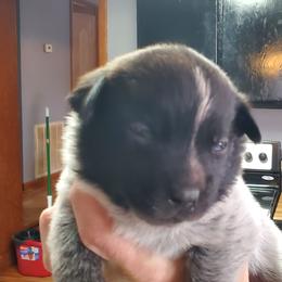 Full head mask true blue - Blue speckled female Australian Cattle Dog puppy in Lenoir, North Carolina from Blue Coyote Ranch