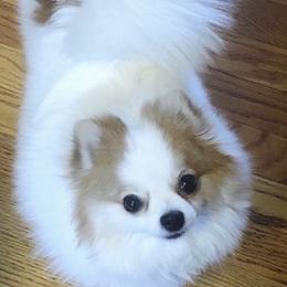 Pasha - Pomeranian