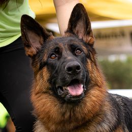 Athena - German Shepherd