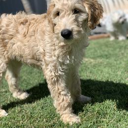 Goldendoodle Puppies from Aloha Sunset Doodles