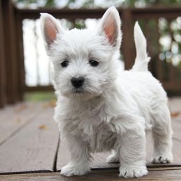 West Highland White Terrier Puppies from The West Acres