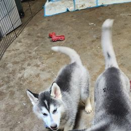 Siberian Husky Puppies from Spirit of the Moon Siberians