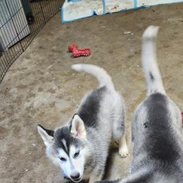 Siberian Husky Puppies from Spirit of the Moon Siberians