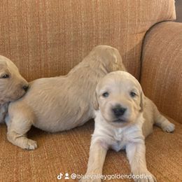 Goldendoodle Puppies from Blue Valley Goldendoodles