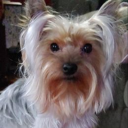 Yorkshire Terriers from Yorkies of Western Michigan