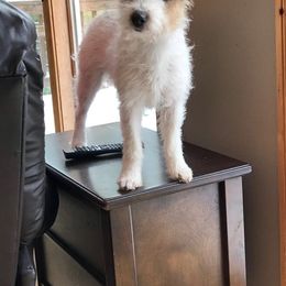 Russell Terrier Puppies from Acorn Ridge JRT