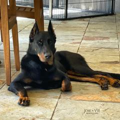 R’mour - Beauceron