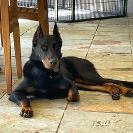 R’mour - Beauceron