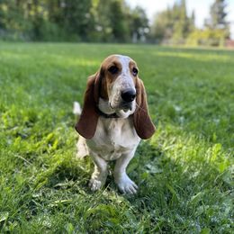 Celeste - Basset Hound