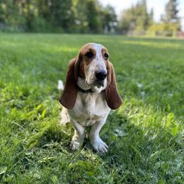 Celeste - Basset Hound