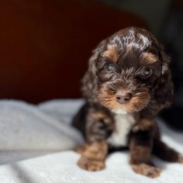 Blue Boy - Brown white and tan male Cockapoo puppy in Fort Gibson, Oklahoma from Waggle Doodles