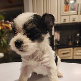 Dachshund and Yorkshire Terrier Puppies from Tiny Paws Dachshund Breeder
