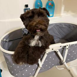 Miniature Schnauzer Puppies from Du Lac Miniature Schnauzers