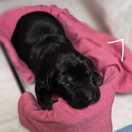 7 - Black male Xoloitzcuintli puppy in Pierson, Michigan from Mickam's Xolo's