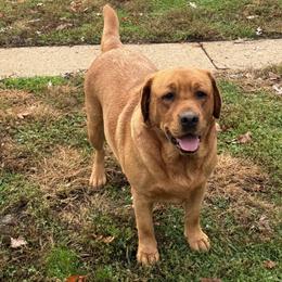 Kindle - Labrador Retriever