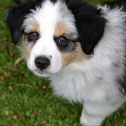 Australian Shepherd and Miniature American Shepherd Puppies from Bright Heart Aussies & Miniature American Shepherds