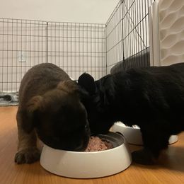 French Bulldog Puppies from Just Us Frenchies