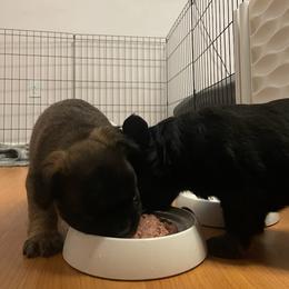 French Bulldog Puppies from Just Us Frenchies