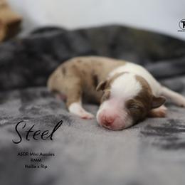 Steel - RMM - Red merle male Miniature Australian Shepherd puppy in Nacogdoches, Texas from TK Standard, Mini, & Toy Aussies