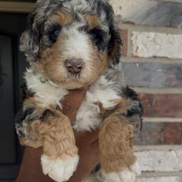 Basil - Blue merle male Bernedoodle puppy in Richmond, Texas from Harper’s Heartbeats