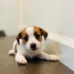 Daisy - White and tan female Russell Terrier puppy in Lufkin, Texas from Dixie-Rose JRT