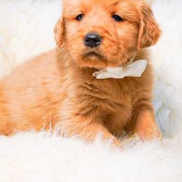 Golden Retriever, Miniature American Shepherd, and Siberian Husky Puppies from HuskiesAndGoldensWithFinesse