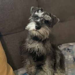 Miniature Schnauzer puppies from Amanda Tragash