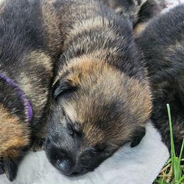 Whiskey (Red male) - Sable male German Shepherd puppy in Winchester, Kentucky from Del Lago Canine