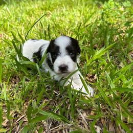 Angelica - Parti female Miniature Schnauzer puppy in Clover, South Carolina from Bobo’s Babies Kennels