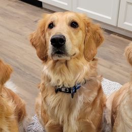 Willow - Golden Retriever