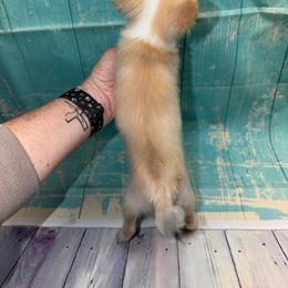 Midget 8841 - Cream and white female Chihuahua puppy in Palmyra, Indiana from Country Star Chihuahuas