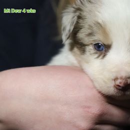 Mt Dew - Red merle male Border Collie puppy in Richmond, Maine from Lil Maine Border Collies