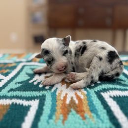 Clara - Blue merle female Border Collie puppy in New Mexico from Twisted Biscuit Border Collies
