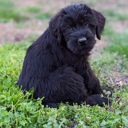 Giant Schnauzer Puppies from Riesenschnauzers von Reh Bach