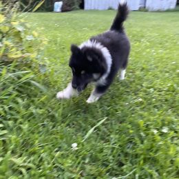 Pomsky Puppies from Rustic Pomskies