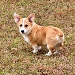 Ready to go Now- Fawn Girl - Fawn female Pembroke Welsh Corgi puppy in Rochester, Indiana from Stacy’s Pembroke Welsh Corgis