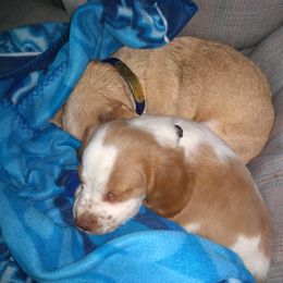 Brittany Puppies from Center Ridge Brittanys